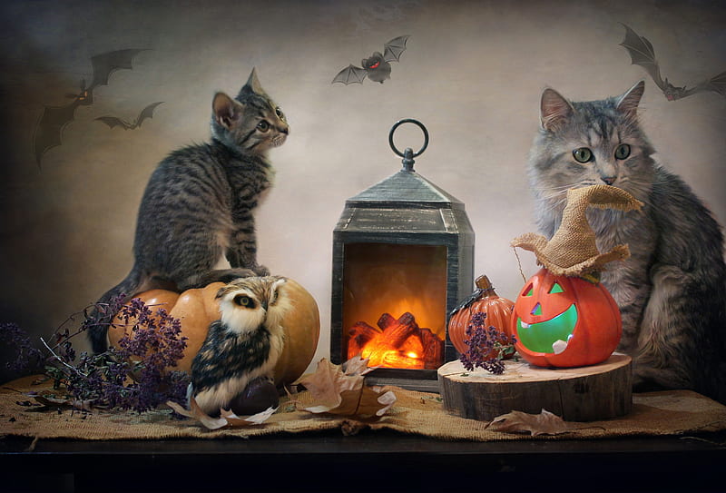 Cats, Cat, Burlap, Halloween, Kitten, Lantern, Owl, Pumpkin, HD wallpaper
