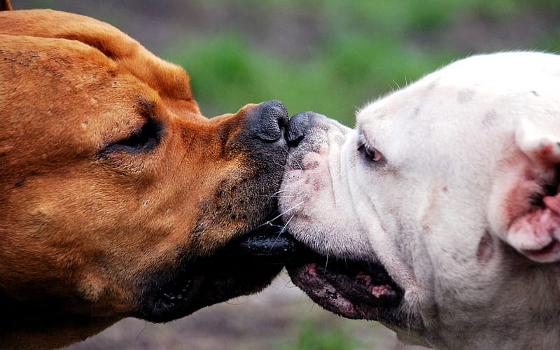 dog kiss-fun dog, HD wallpaper