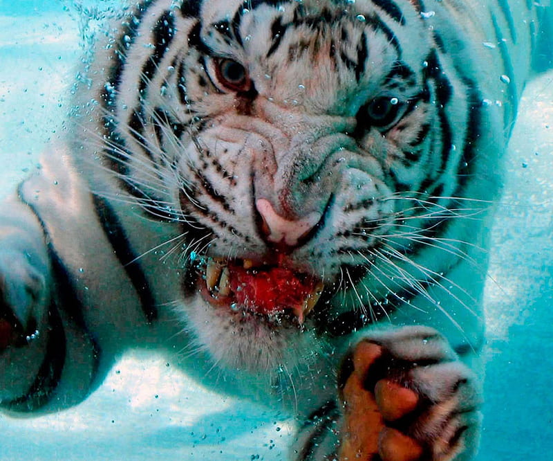 white tiger underwater wallpaper
