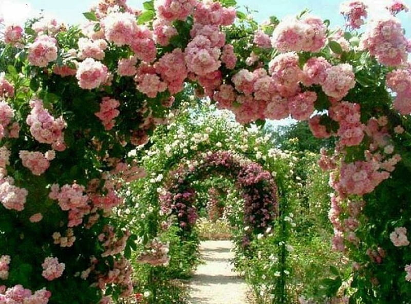 pink rose arch, garden, nature, arch, pink roses, HD wallpaper