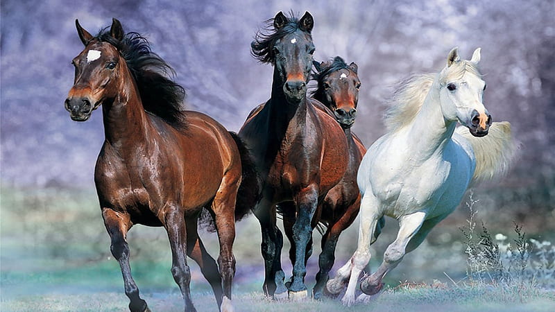 Galloping Horses, galloping, wild, running, horses, animal, HD wallpaper