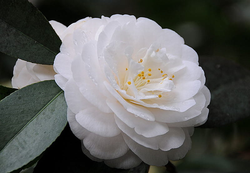WHITE CAMELLIA, flower, beauty, white, plant, HD wallpaper
