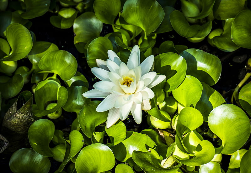 Close-Up Of White Water Lily, HD wallpaper