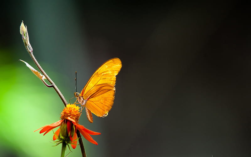 butterfly in the light-the beautiful butterfly, HD wallpaper