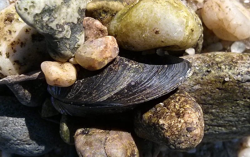 The Little Mussel That Couldn't, beach, seashell, mussels, seashore, atlantic, HD wallpaper