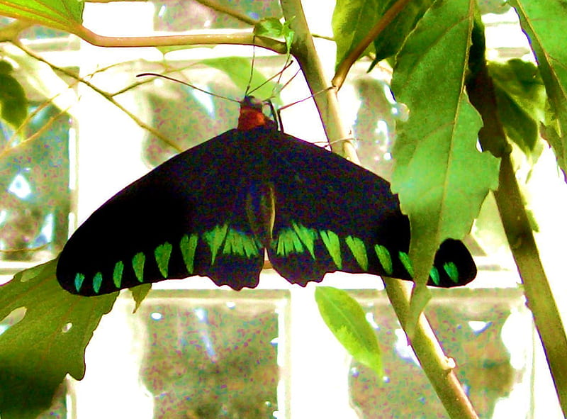 Queen, endangered, male, butterfly, queen alexandras birdwing, largest, HD wallpaper