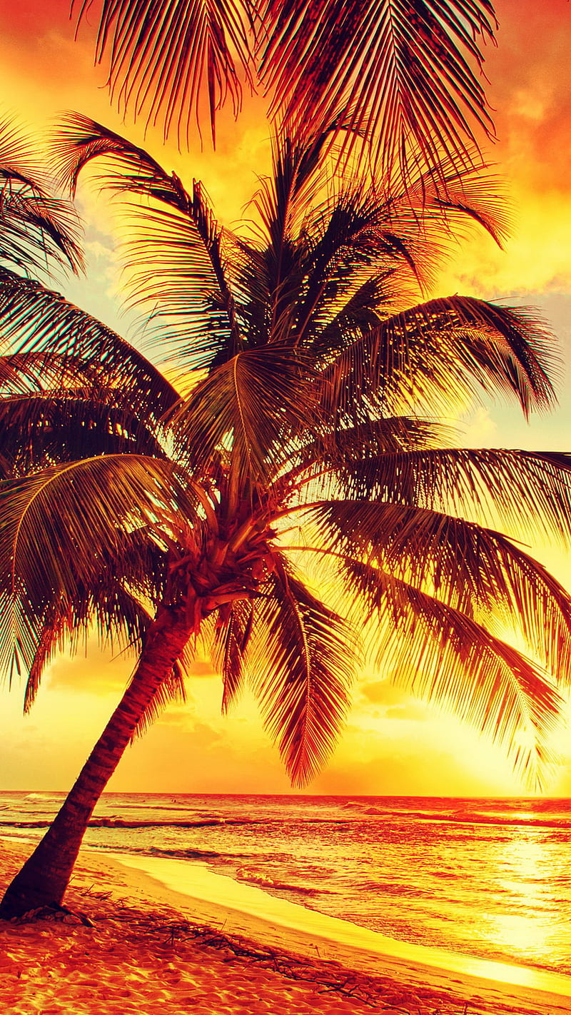 Sunset Beach, nature, palms, sand, sunshine, trees, tropical, water, HD phone wallpaper