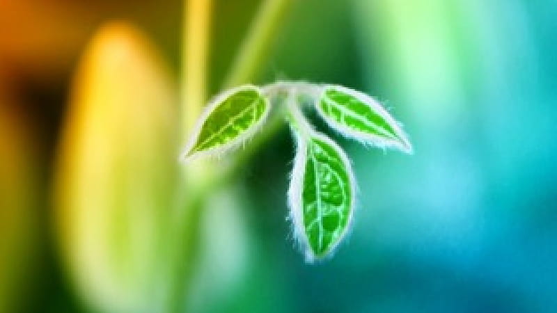 New Life, growth, twig, nature, stem, leaf, HD wallpaper