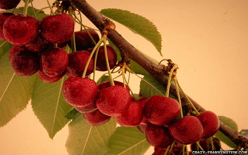 Wet Cherries, fruit, limb, tree, wet, cherries, stem, moisture, HD wallpaper