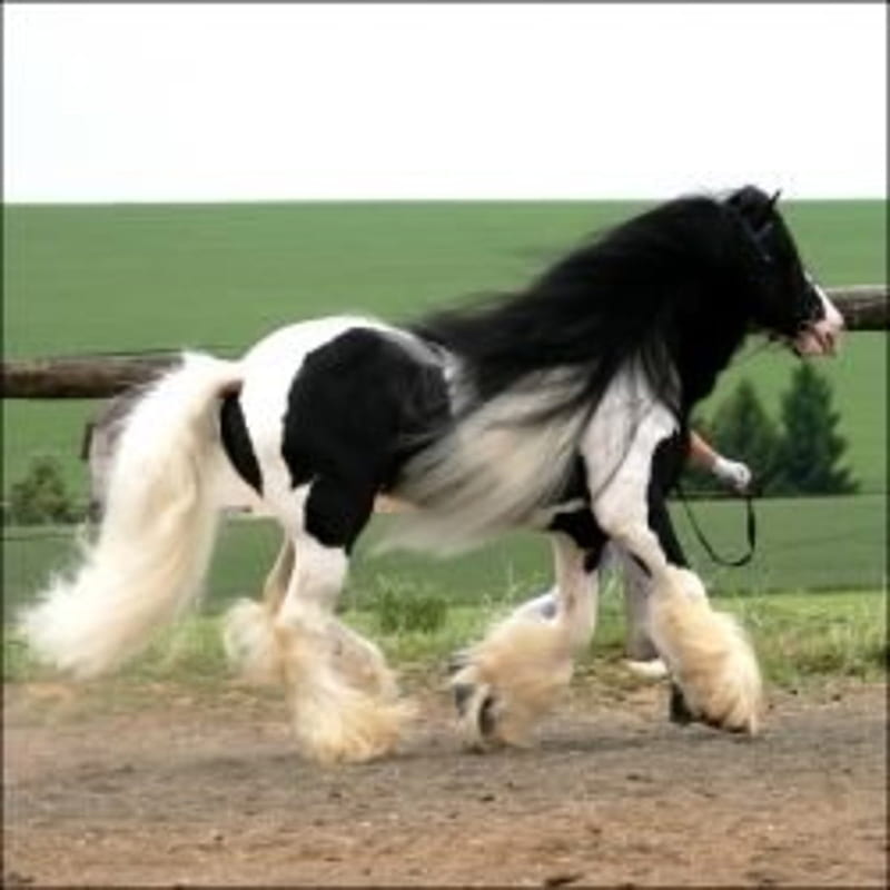 I Love Black Friesians and Gypsy Vanners - The Horses of Fairy Tales - HubPages, HD phone wallpaper