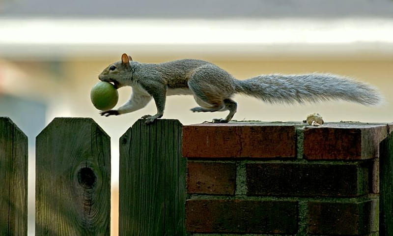 Balance, brick wall, fence, fruit, grey squirrel, HD wallpaper