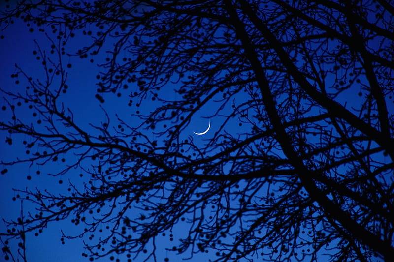 Moon, branches, tree, night, dark, HD wallpaper | Peakpx