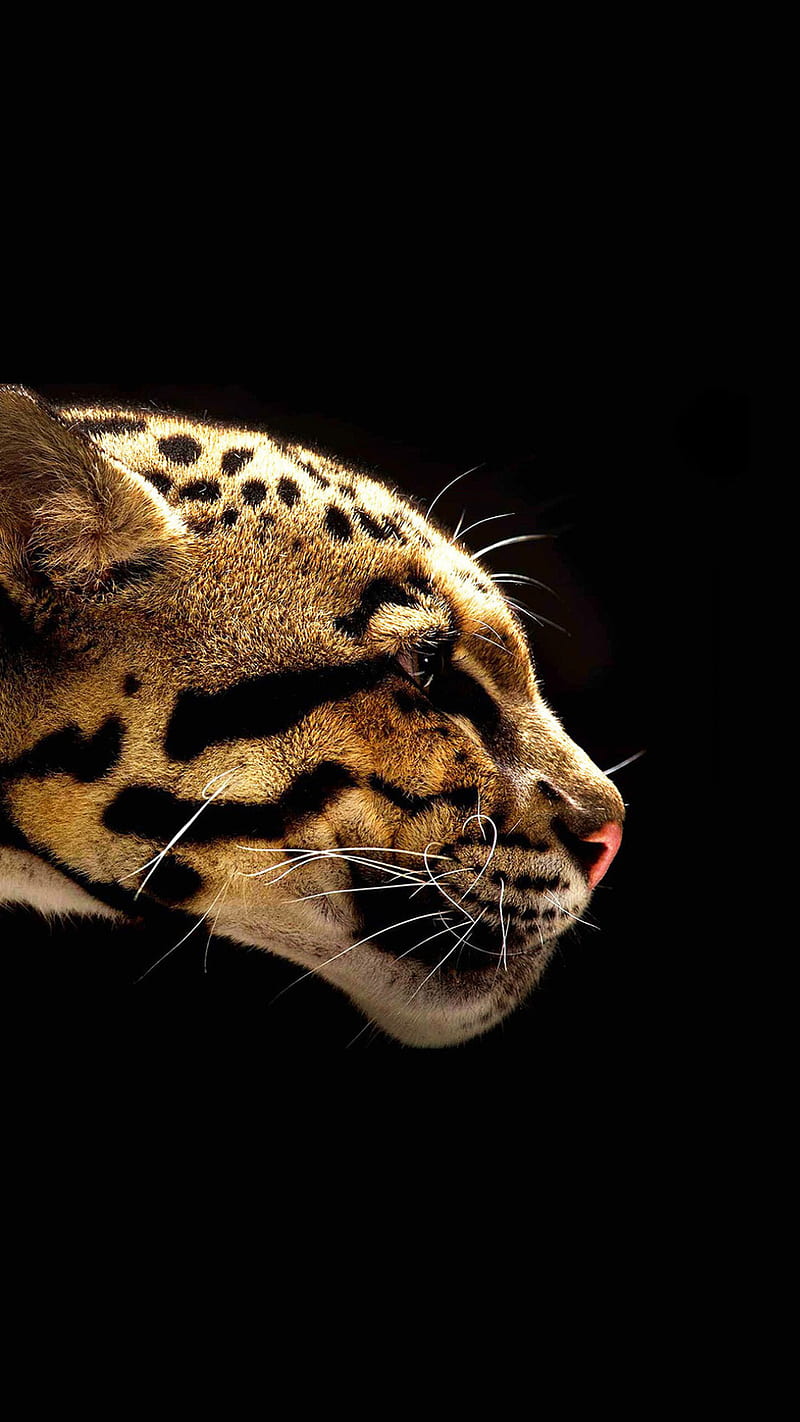 Jaguar, animal, big, big cat, cat, wild, HD phone wallpaper | Peakpx