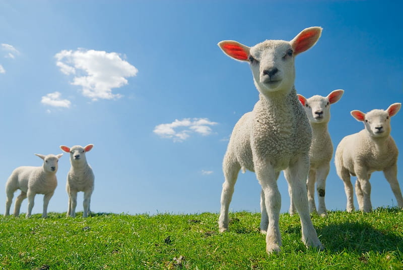 Spring lambs, cute, sheep, spring, lambs, animal, HD wallpaper