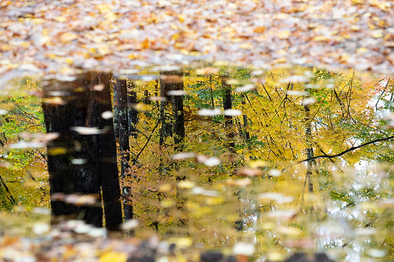 puddle, reflection, autumn, trees, HD wallpaper