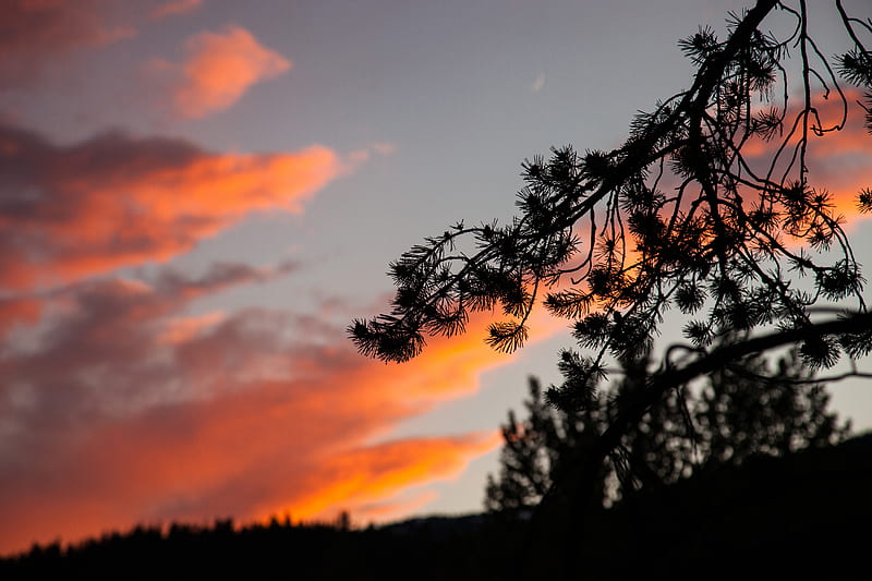 branch, outline, sky, sunset, night, HD wallpaper